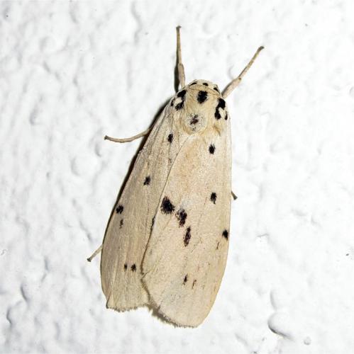 Eilema kingdoni comoreana